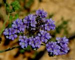 Blue Curls, Fiddlenecks